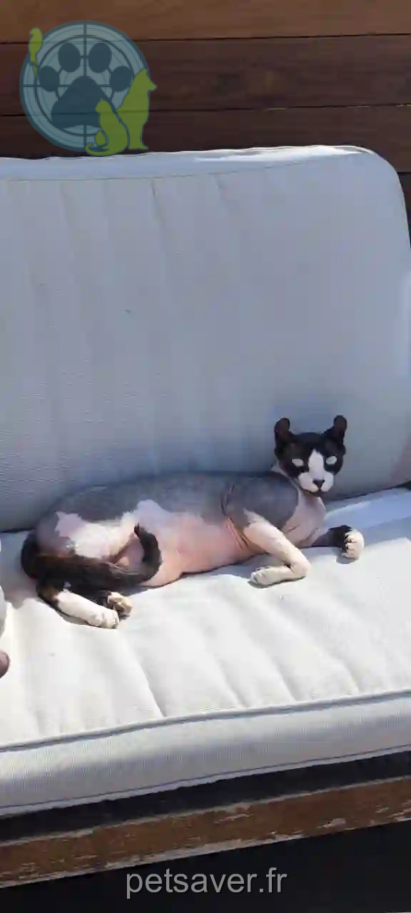 Chat Trouvé 67 Bas-Rhin - Néo Chat Trouvé 67 Bas-Rhin - Néo