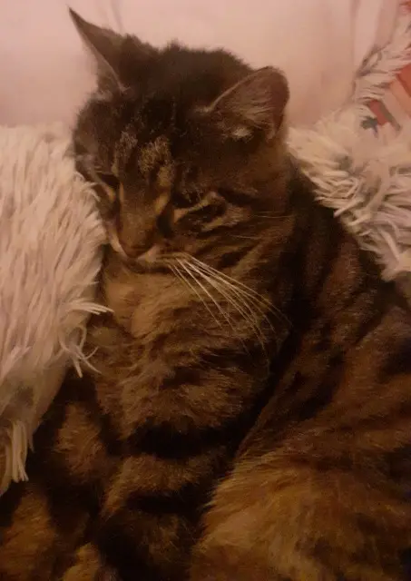 chat reunited   67140 Barr OGGY