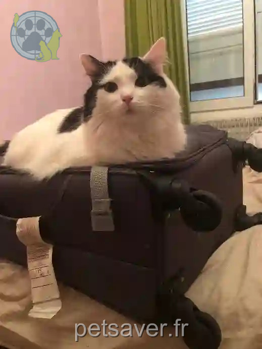 Chat Trouvé 67 Bas-Rhin - Oreo Chat Trouvé 67 Bas-Rhin - Oreo