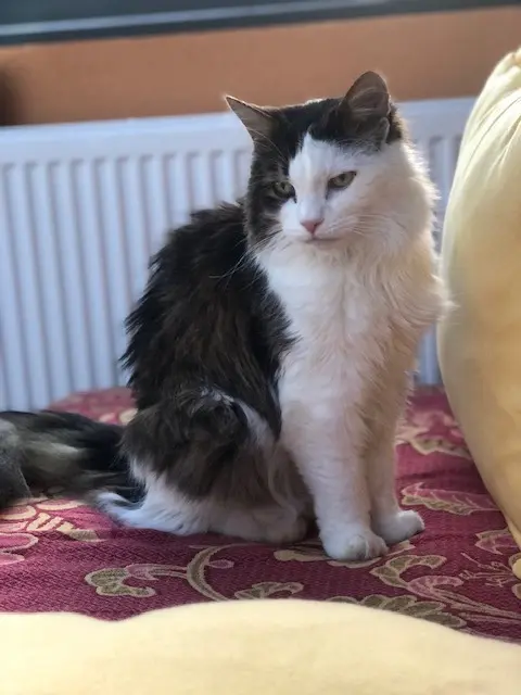 chat reunited   67760 Gambsheim Orion