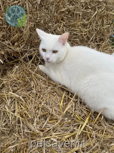 chat reunited   67770 Sessenheim Orpheus