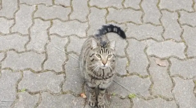 chat reunited   67800 Bischheim Oural