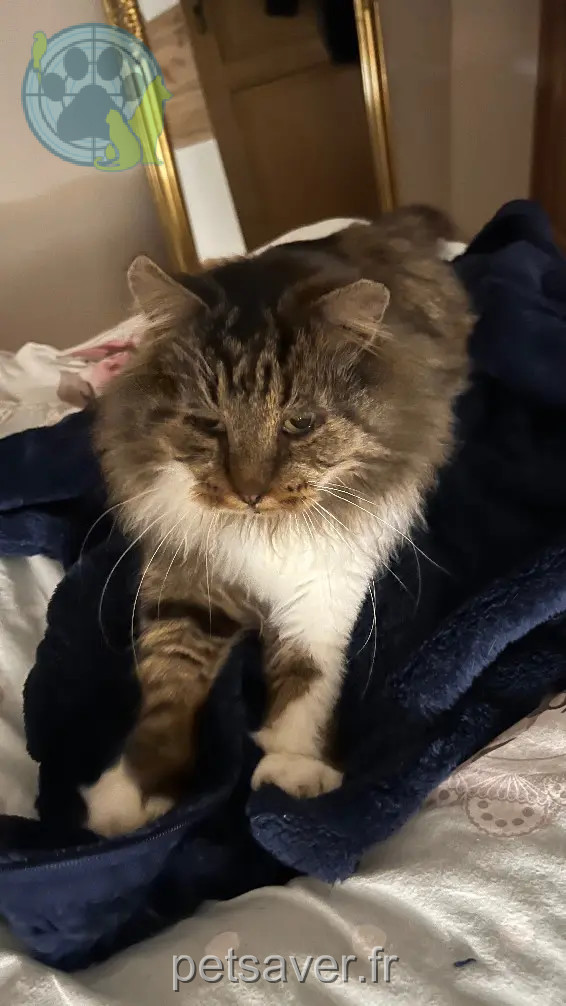 Chat Perdu 67 Bas-Rhin - Pacha-9-ans Chat Perdu 67 Bas-Rhin - Pacha-9-ans