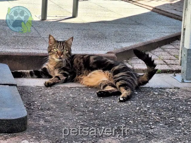 chat reunited   67850 Herrlisheim Pixel
