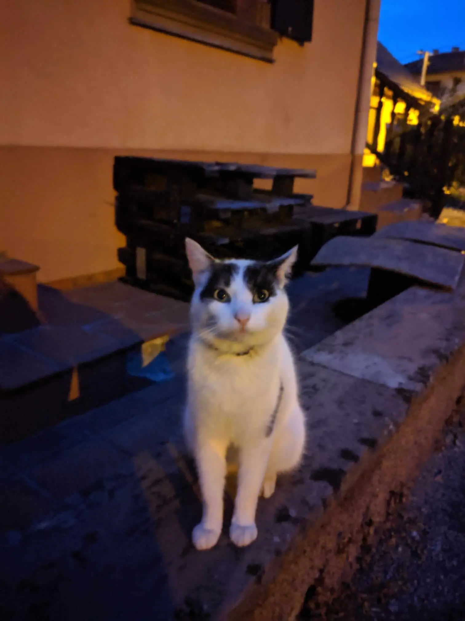 Chat Perdu 67 Bas-Rhin - Pongl Chat Perdu 67 Bas-Rhin - Pongl
