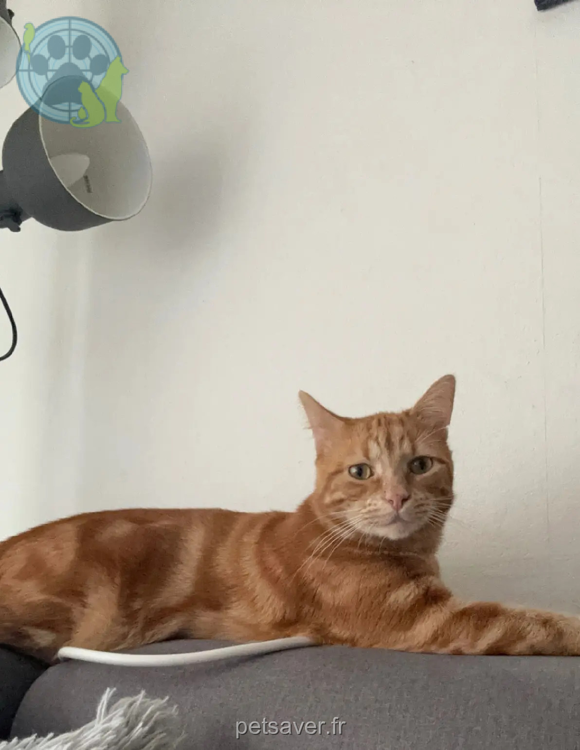 Chat Perdu 67 Bas-Rhin - Sid/sidou Chat Perdu 67 Bas-Rhin - Sid/sidou