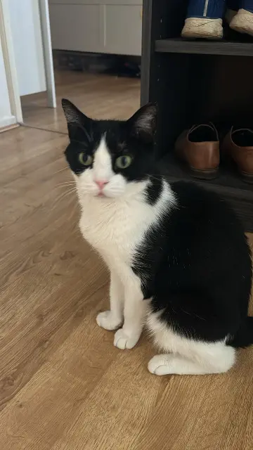 chat reunited   67300 Schiltigheim Sirius