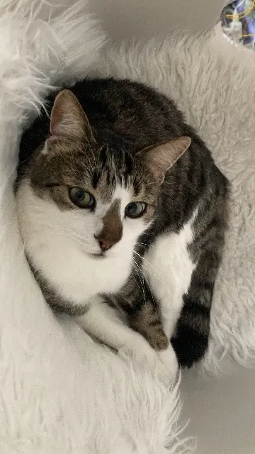 chat reunited   67520 Marlenheim Snow