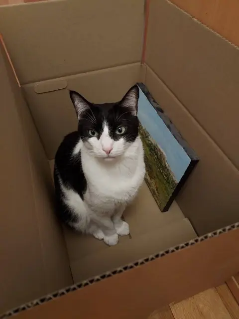 chat reunited    Strasbourg Calypso