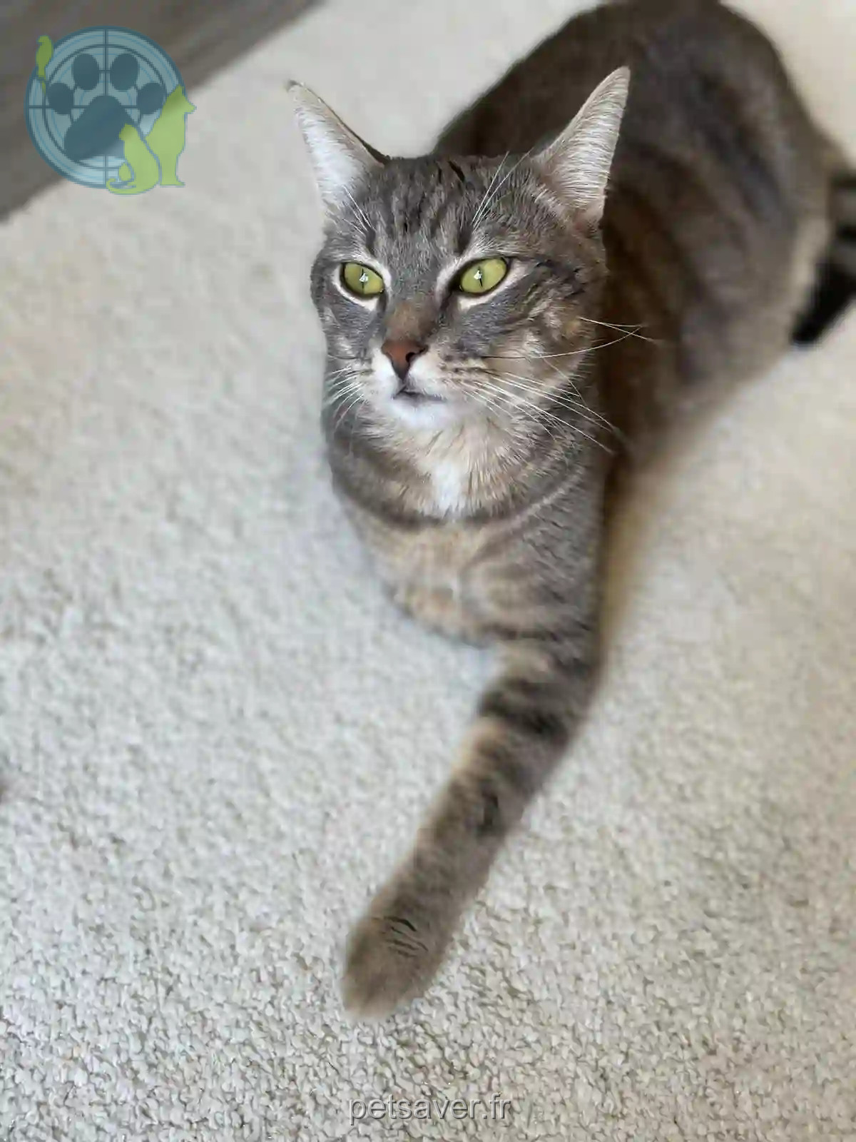 Chat Trouvé 67 Bas-Rhin Strasbourg - Hayat Chat Trouvé 67 Bas-Rhin Strasbourg - Hayat