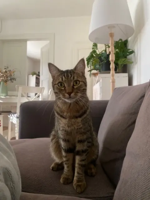 chat retrouvé Strasbourg Jules chat reunited Strasbourg Jules