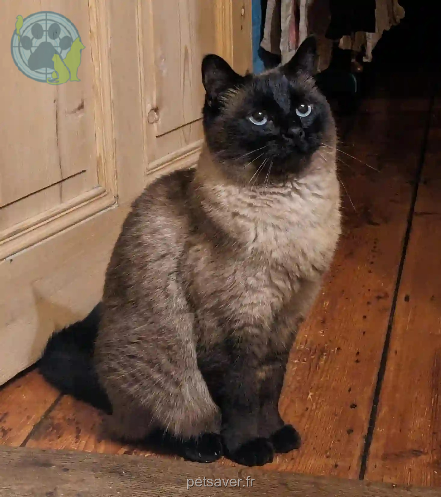 Chat Trouvé 67 Bas-Rhin Strasbourg - Kallio Chat Trouvé 67 Bas-Rhin Strasbourg - Kallio