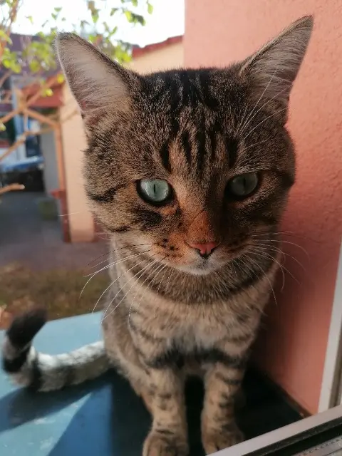 chat reunited    Strasbourg Minou