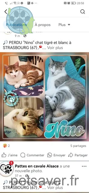 chat reunited Strasbourg Nino