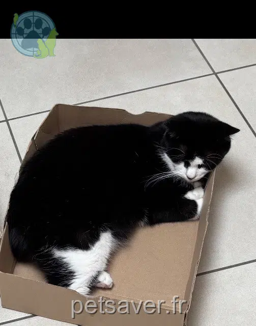 chat reunited Strasbourg Ouzo