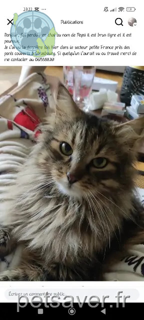 chat reunited Strasbourg Pepsi