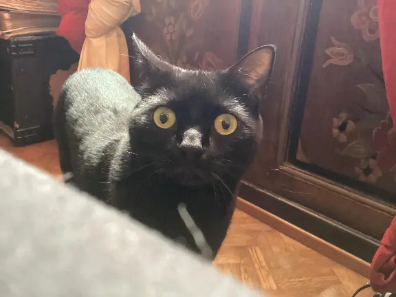 Chat Perdu 67 Bas-Rhin Strasbourg - Phéro-mon-chat-d'amour Chat Perdu 67 Bas-Rhin Strasbourg - Phéro-mon-chat-d'amour