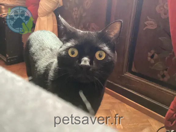 Chat Perdu 67 Bas-Rhin Strasbourg - Phéro-mon-chat-d'amour Chat Perdu 67 Bas-Rhin Strasbourg - Phéro-mon-chat-d'amour