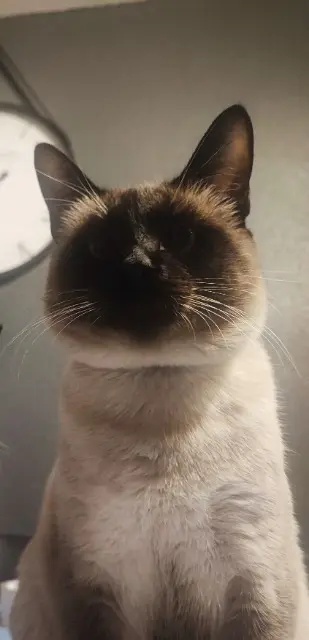 chat reunited    Strasbourg Prince