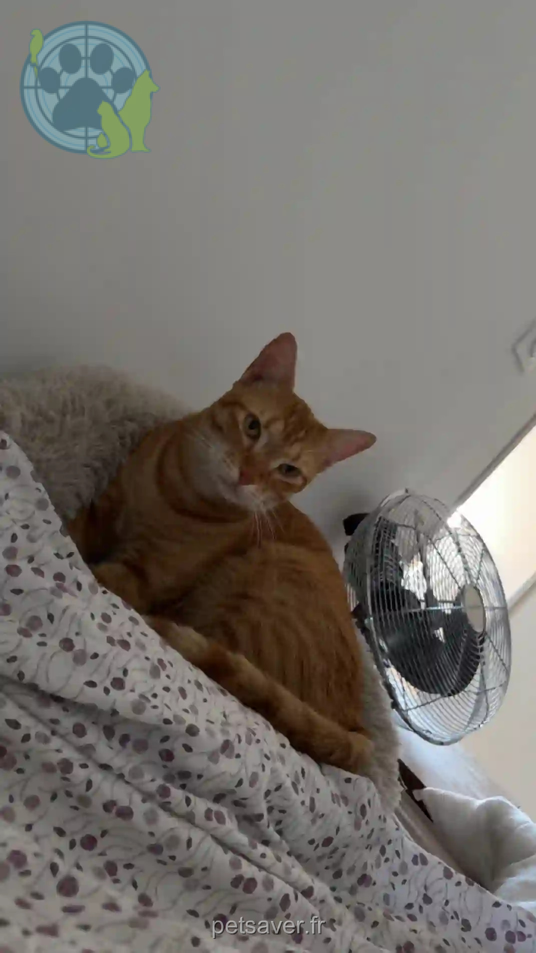 Chat Trouvé 67 Bas-Rhin Strasbourg - Shanks Chat Trouvé 67 Bas-Rhin Strasbourg - Shanks