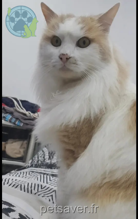 Chat Perdu 67 Bas-Rhin Strasbourg Chat Perdu 67 Bas-Rhin Strasbourg