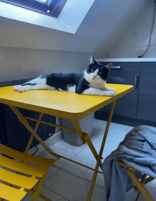 chat reunited   67560 Rosheim Subaru