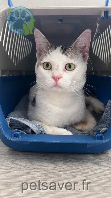 chat reunited   67310 Wasselonne Suky
