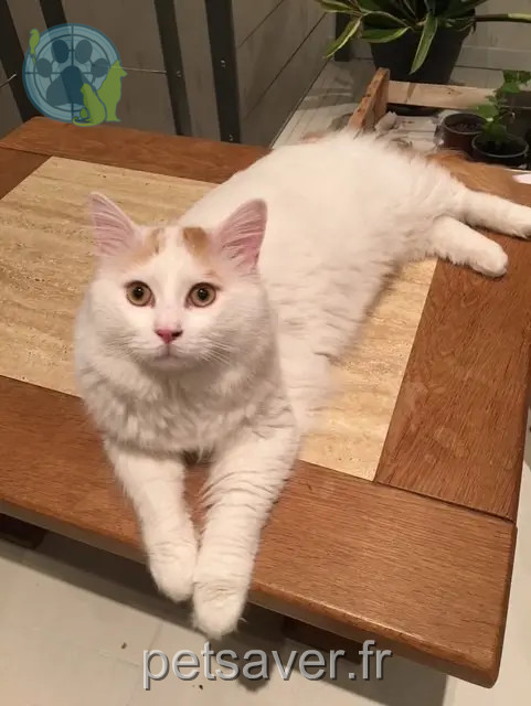 chat reunited   67670 Wittersheim Tarkan