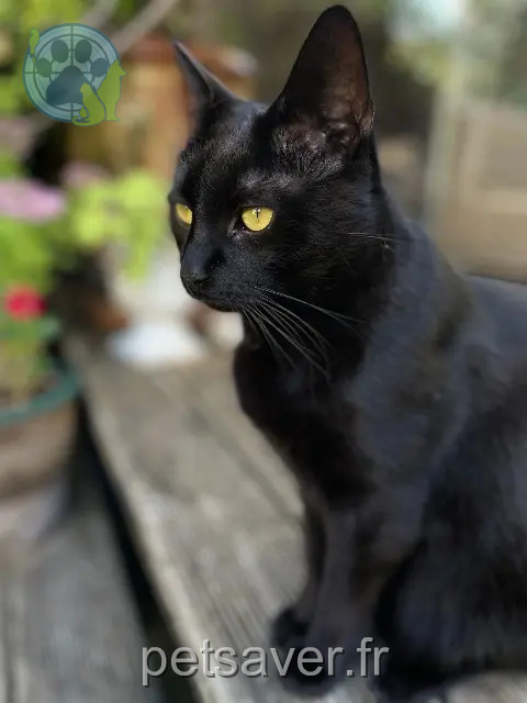 Kater reunited   67800 Bischheim Tartuffe
