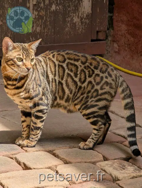 chat reunited 67520 Wangen Tikal