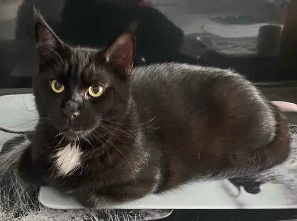 chat reunited   67300 Schiltigheim Tothêt