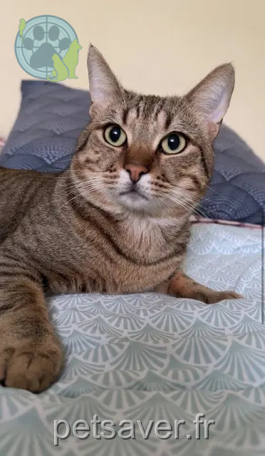 chat reunited   67380 Lingolsheim Tutty