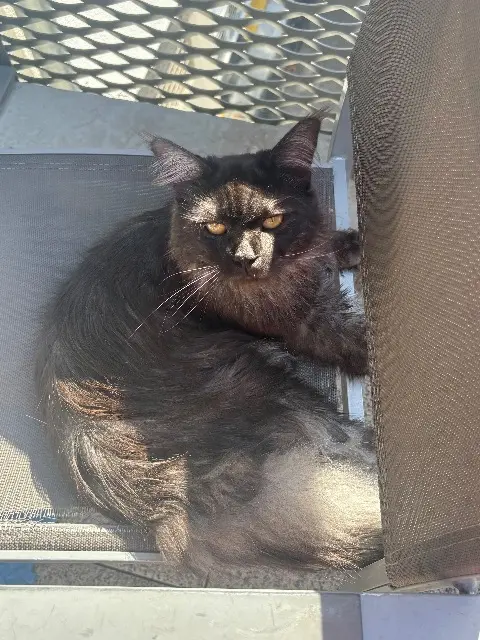 chat reunited   67520 Marlenheim Twix