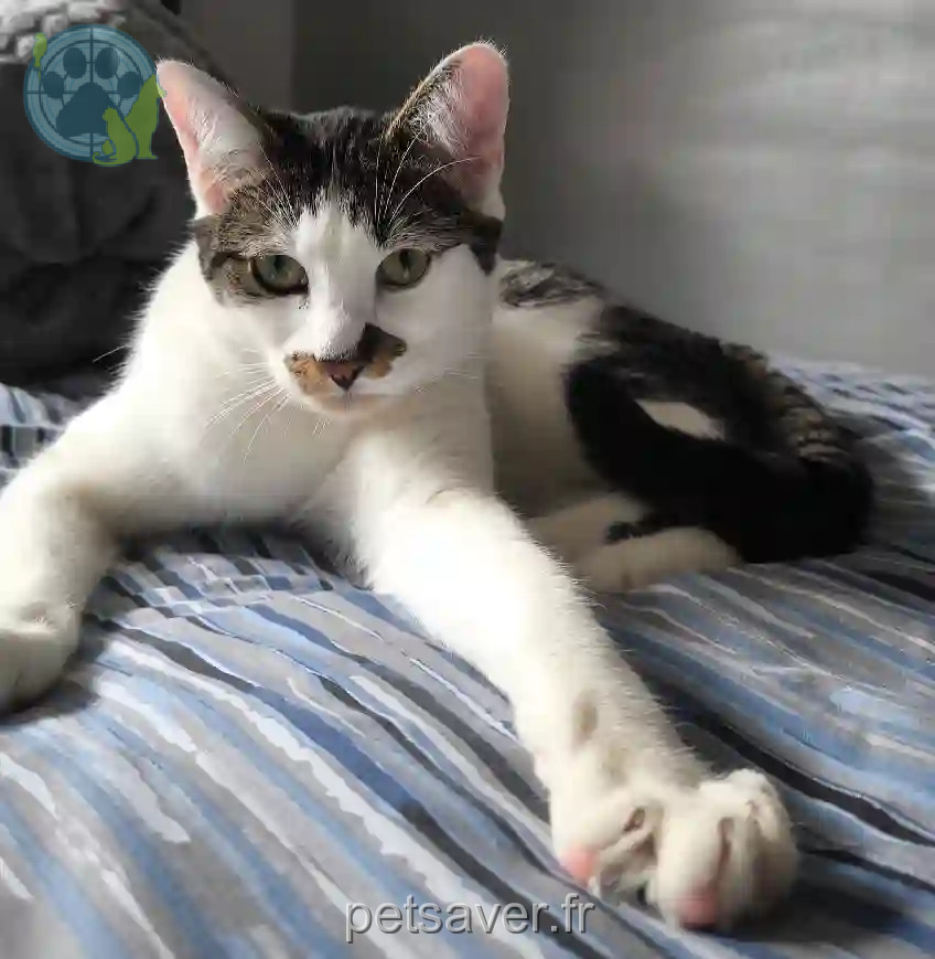 Chat Trouvé 67 Bas-Rhin - Ultron Chat Trouvé 67 Bas-Rhin - Ultron