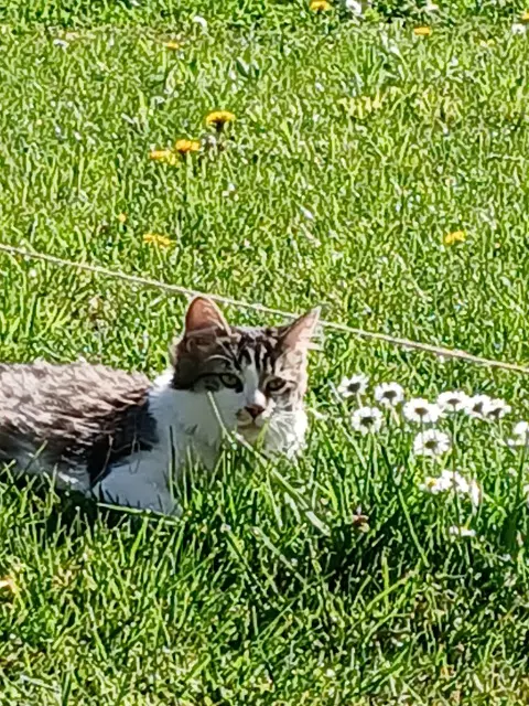 chat reunited   67260 Sarre-Union Yamcha