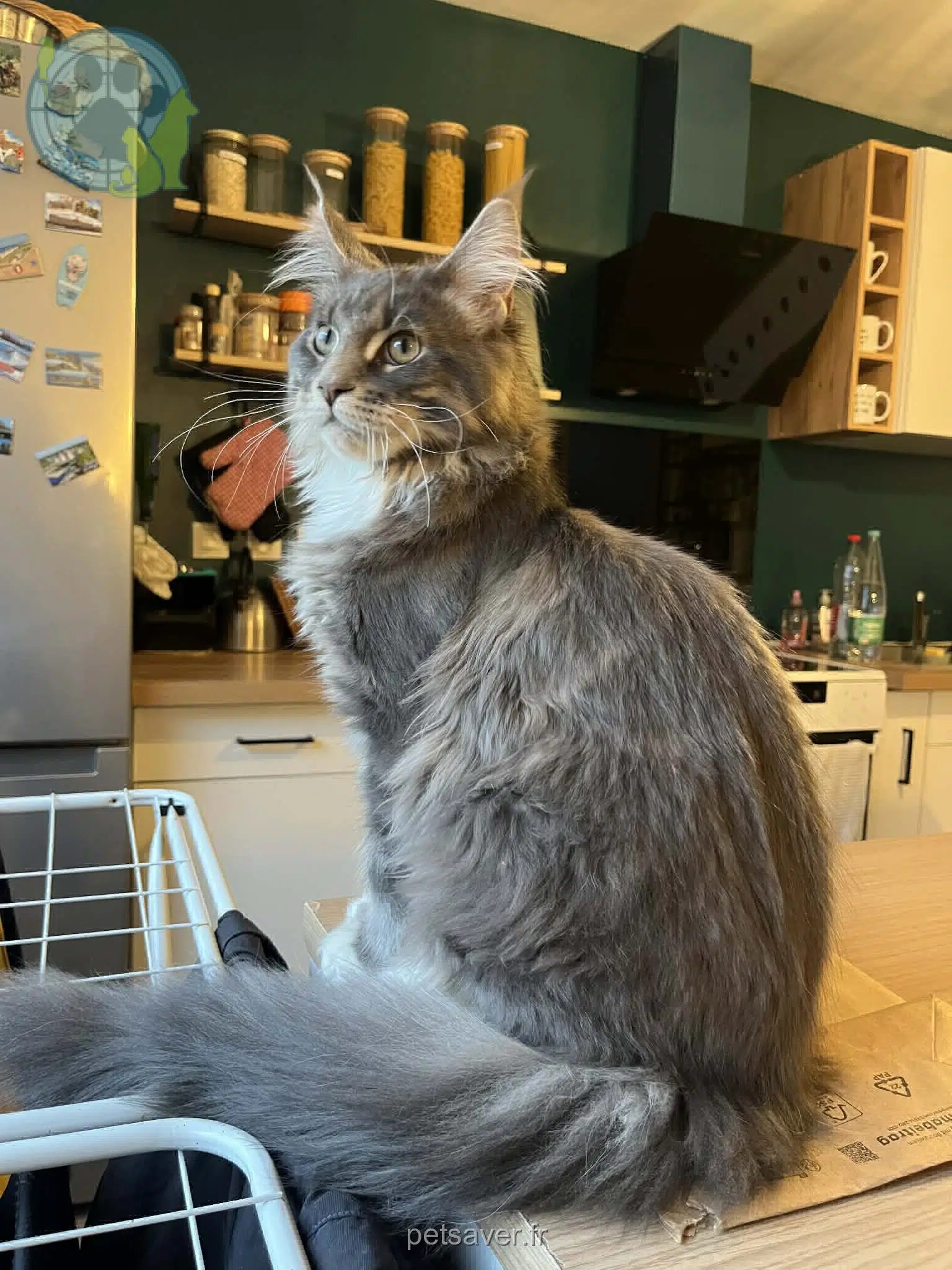 gatto reunited   68800 Vieux-Thann Albus
