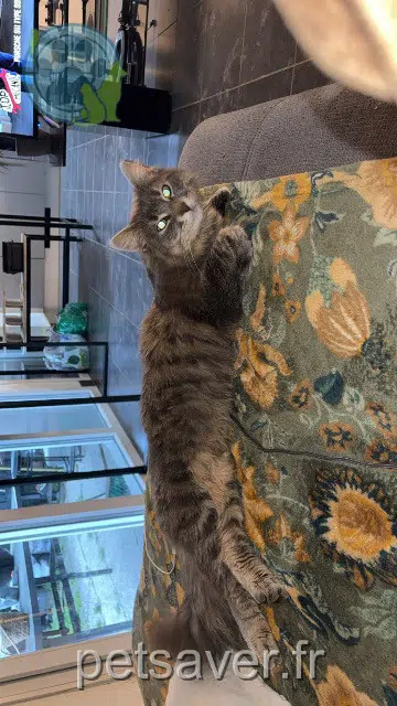 cat reunited   68510 Sierentz Apollo