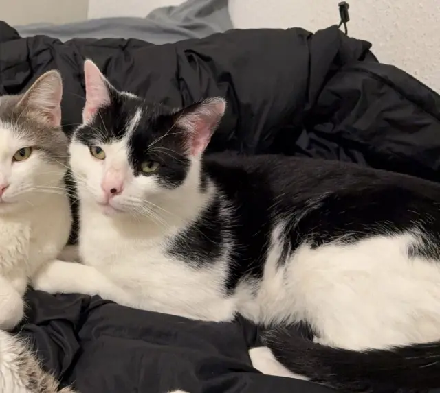 chat reunited   68120 Pfastatt Asta