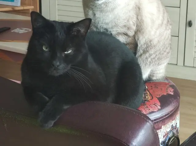 chat reunited   68170 Rixheim Bagherra