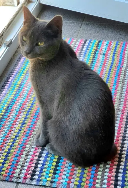 chat reunited   68390 Sausheim BANDIT