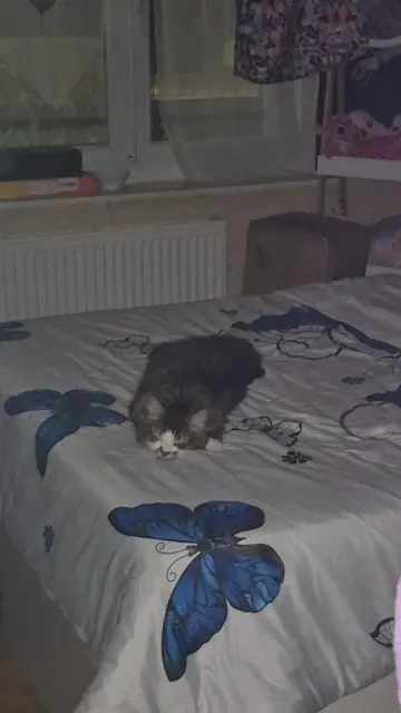 chat reunited   68300 Saint-Louis Bibi