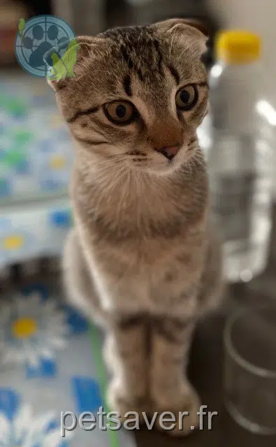 chat reunited 68500 Guebwiller Biniou