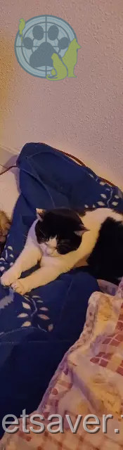 chat reunited 68500 Guebwiller Bobby