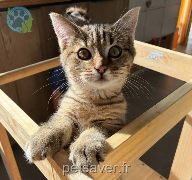 Kater reunited   68740 Rustenhart Bouboule