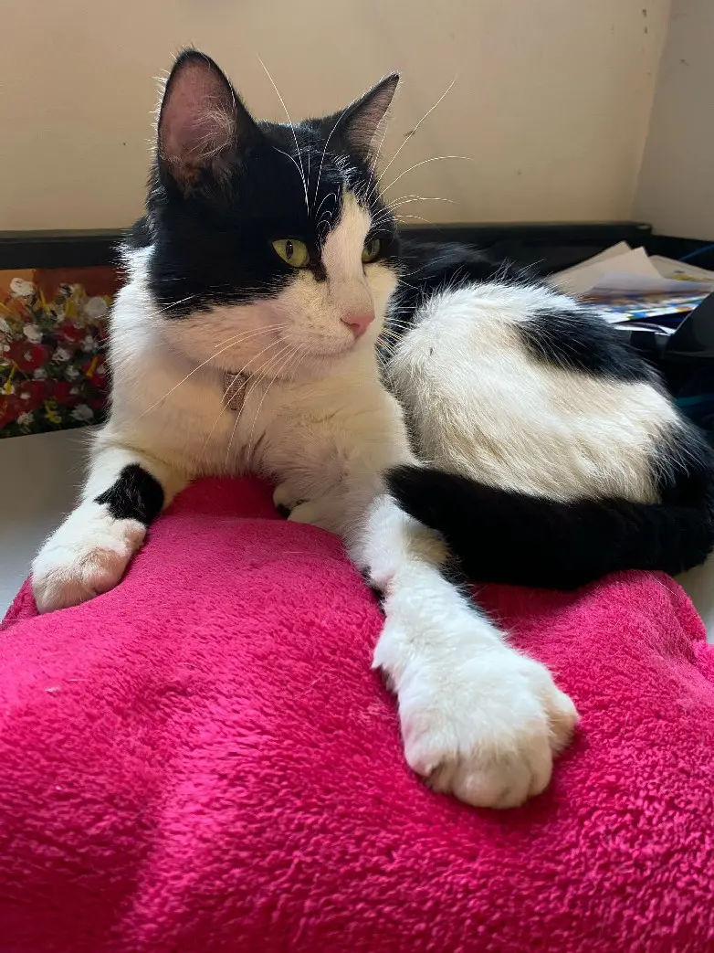 Chat Perdu 68 Haut-Rhin - Bounty Chat Perdu 68 Haut-Rhin - Bounty