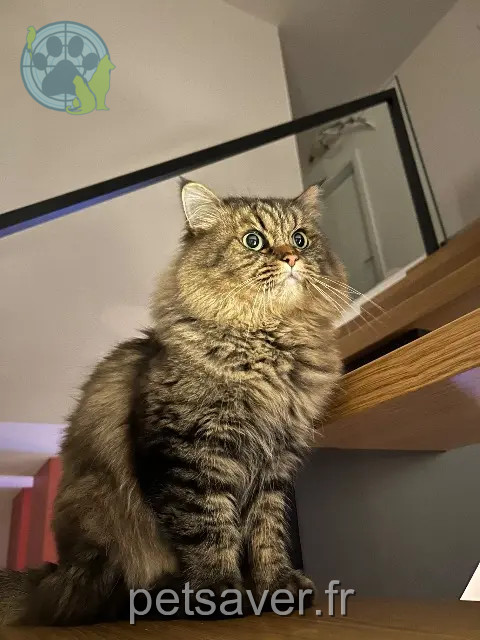 chat reunited 68350 Brunstatt-Didenheim Scott