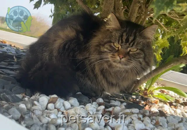 cat reunited   68440 Schlierbach Charlie
