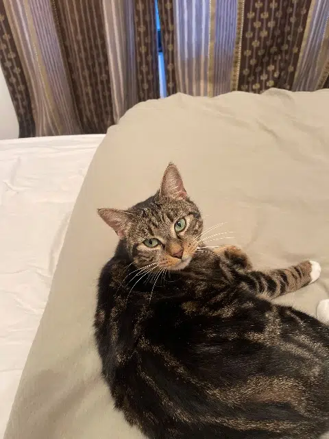 chat reunited   68170 Rixheim Choper