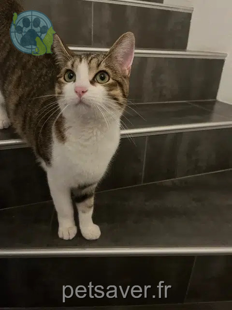 gatto reunited   68125 Houssen Choupi