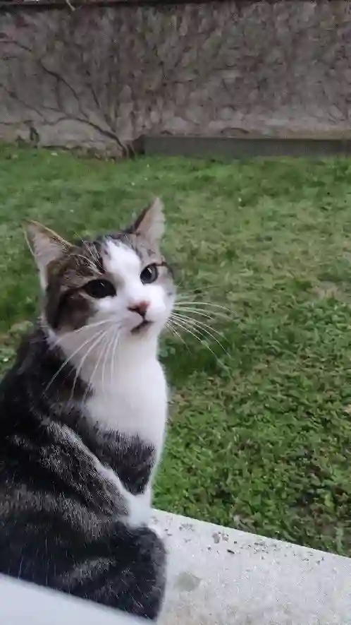 Chat Trouvé 68 Haut-Rhin - Ernest Chat Trouvé 68 Haut-Rhin - Ernest